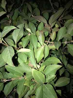 Viburnum (Viburnum)(Viburnum)