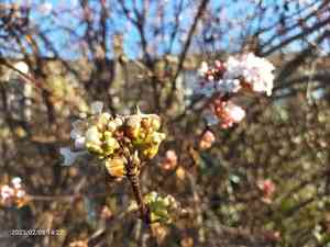 Viburnum (Viburnum)(Viburnum)