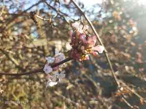 Viburnum (Viburnum)(Viburnum)