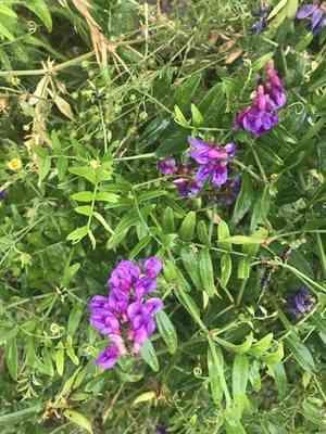 Cheder ebs(Vicia amoena)