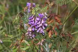 Cheder ebs(Vicia amoena)