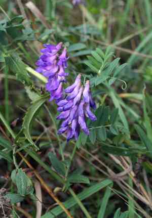 Cheder ebs(Vicia amoena)