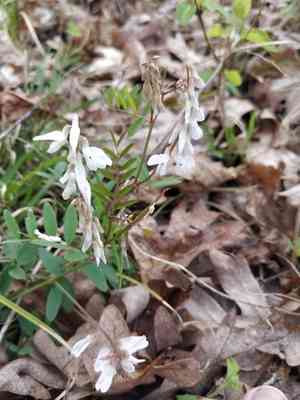 Carolina vetch(Vicia caroliniana)