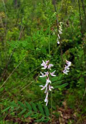 Carolina vetch(Vicia caroliniana)