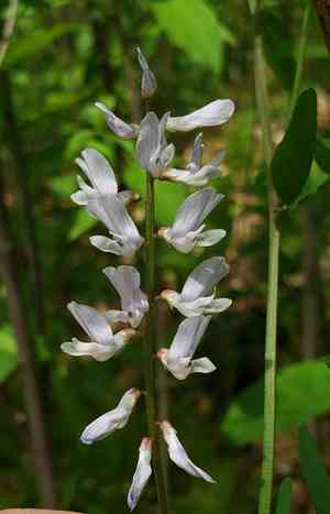 Carolina vetch(Vicia caroliniana)
