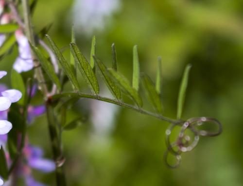Carolina vetch