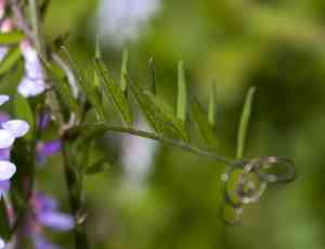 Carolina vetch(Vicia caroliniana)