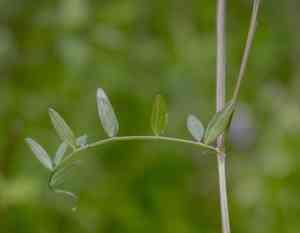 Carolina vetch(Vicia caroliniana)