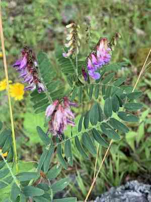 Kashubian vetch(Vicia cassubica)