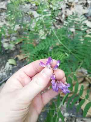Kashubian vetch(Vicia cassubica)