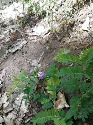 Kashubian vetch(Vicia cassubica)