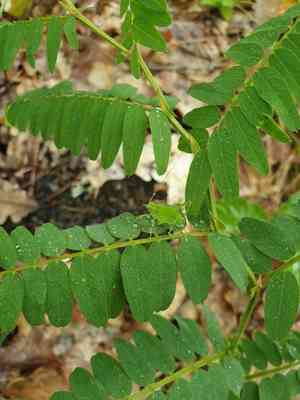 Kashubian vetch(Vicia cassubica)