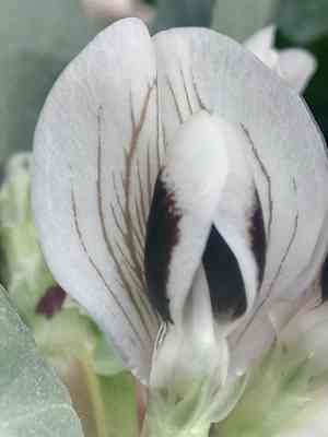 Broad bean(Vicia faba)