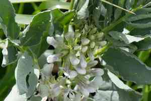 Broad bean(Vicia faba)