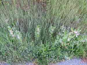 Broad bean(Vicia faba)