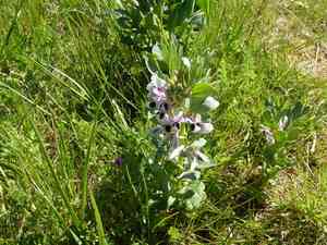 Broad bean(Vicia faba)