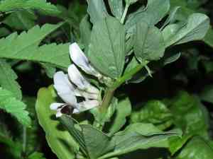 Broad bean(Vicia faba)
