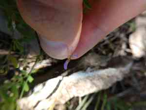Louisiana Vetch(Vicia ludoviciana)
