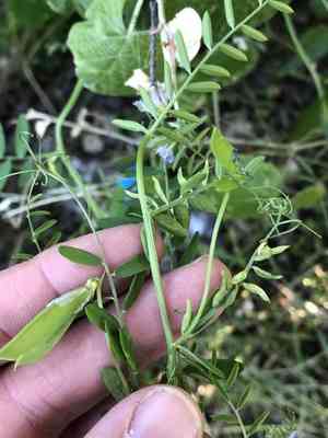 Louisiana Vetch(Vicia ludoviciana)