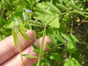 Louisiana Vetch(Vicia ludoviciana)