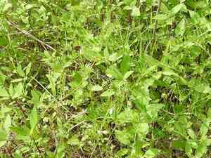 Louisiana Vetch(Vicia ludoviciana)