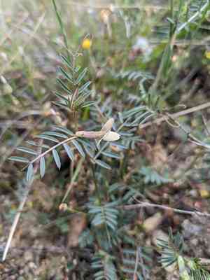 Smooth yellow vetch(Vicia lutea)