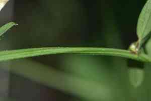 Smooth yellow vetch(Vicia lutea)