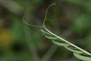 Smooth yellow vetch(Vicia lutea)