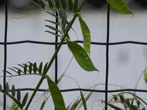 Smooth yellow vetch(Vicia lutea)