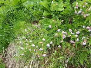 Upright vetch(Vicia orobus)
