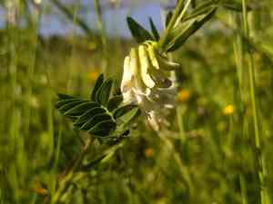 Upright vetch(Vicia orobus)