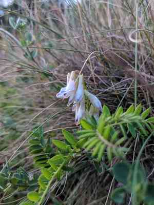 Upright vetch(Vicia orobus)