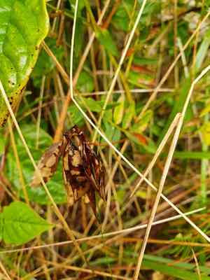 Upright vetch(Vicia orobus)