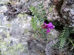 Pyrenean vetch(Vicia pyrenaica)