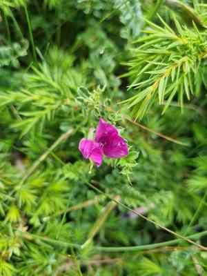 Pyrenean vetch(Vicia pyrenaica)