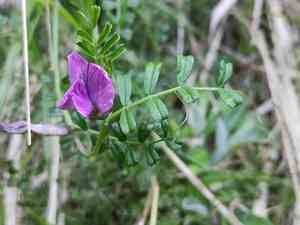 Pyrenean vetch(Vicia pyrenaica)