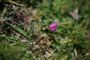 Pyrenean vetch(Vicia pyrenaica)