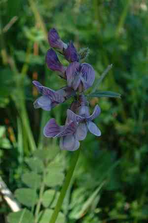 Bush vetch(Vicia sepium)