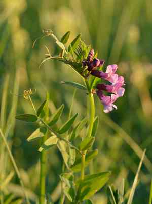 Bush vetch(Vicia sepium)