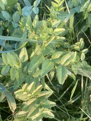 Bush vetch(Vicia sepium)