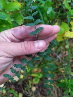 Bush vetch(Vicia sepium)