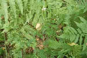 Wood vetch(Vicia sylvatica)