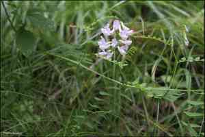 Wood vetch(Vicia sylvatica)