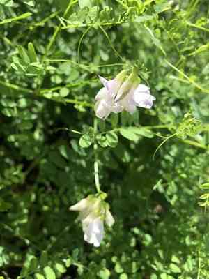 Wood vetch(Vicia sylvatica)