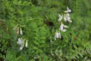 Wood vetch(Vicia sylvatica)