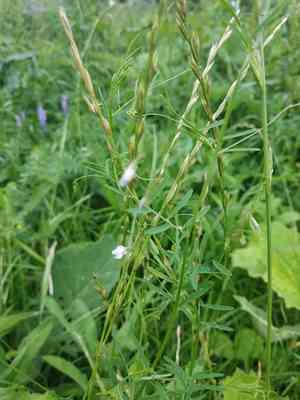 Lentil vetch(Vicia tetrasperma)