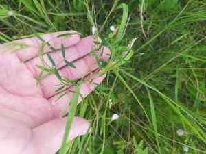 Lentil vetch(Vicia tetrasperma)