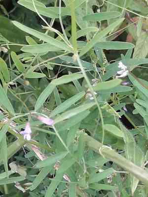 Lentil vetch(Vicia tetrasperma)