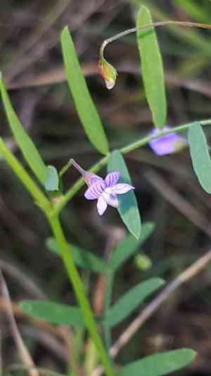 Lentil vetch(Vicia tetrasperma)