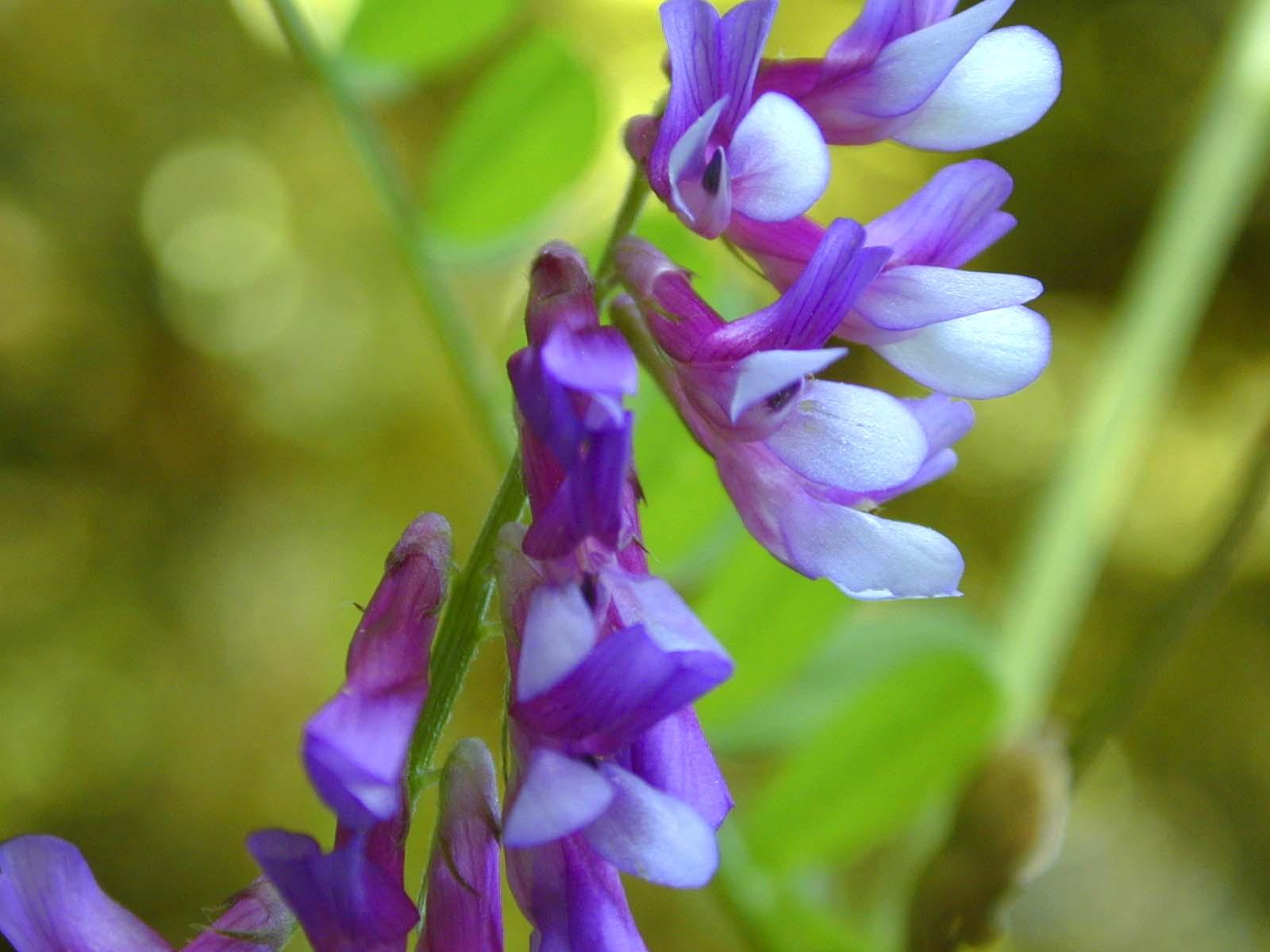 Hairy vetch